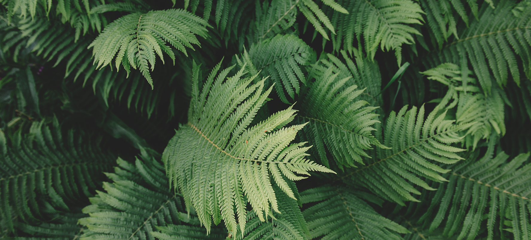 ASOPROCOTA